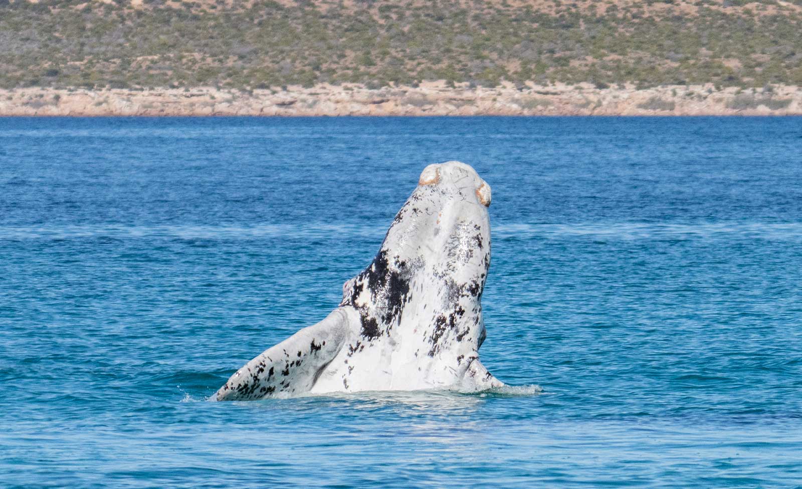 Having a Whale of a Time in South Australia
