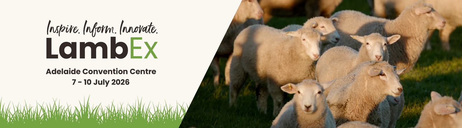 ioMerino x LambEx